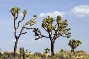 Joshua Tree National Park Private Day Tours